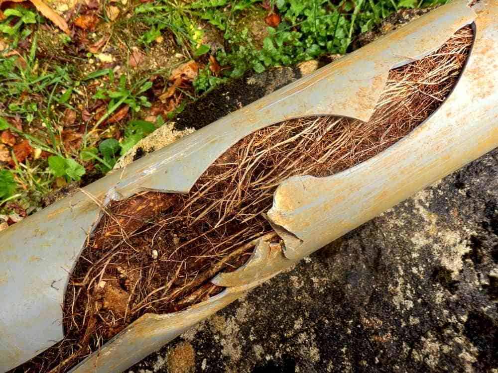 Common Causes of Blocked Drains Common Causes of Blocked Drains